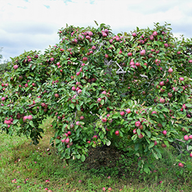 Rasmussen's Apple Acres - McIntosh