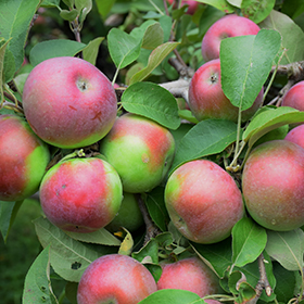 McIntosh apple tree planting - Arad Branding