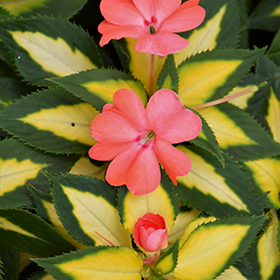 Plant Photo 7