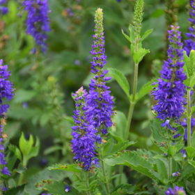 Plant Photo 6