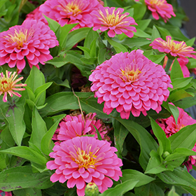 Plant Photo 3