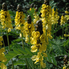 Plant Photo 5