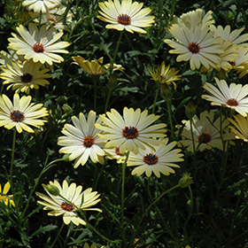 Plant Photo 9