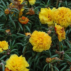 Plant Photo 5