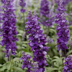 Plant Photo 8