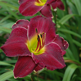 Plant Photo 7