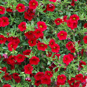 Plant Photo 7