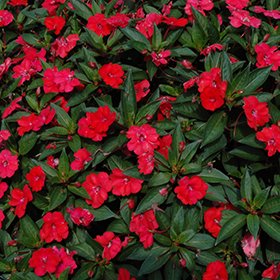 Plant Photo 8