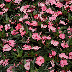 Plant Photo 6