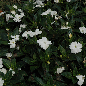 Plant Photo 4