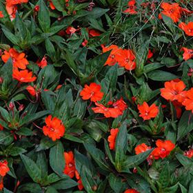 Plant Photo 3