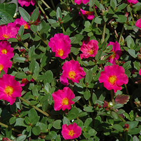Plant Photo 6