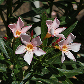 Plant Photo 6