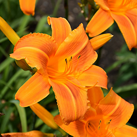 Plant Photo 4