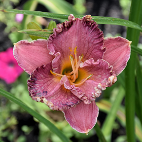 Plant Photo 8