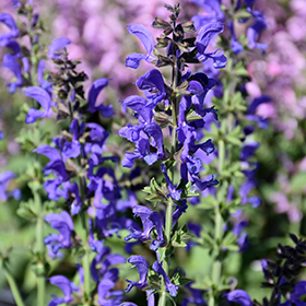 Plant Photo 3