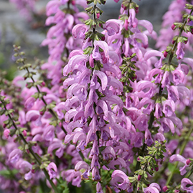 Plant Photo 4