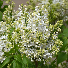 Plant Photo 10