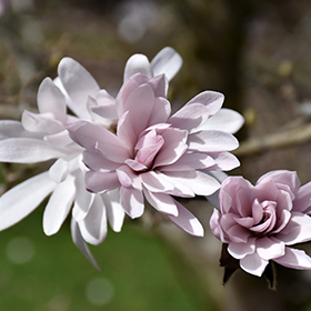 Plant Photo 2