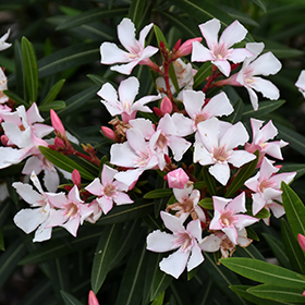 Plant Photo 6