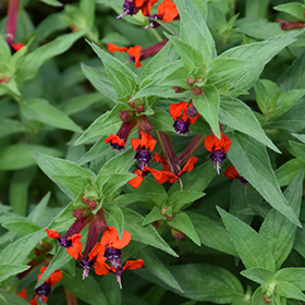 Plant Photo 3