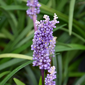 Plant Photo 6