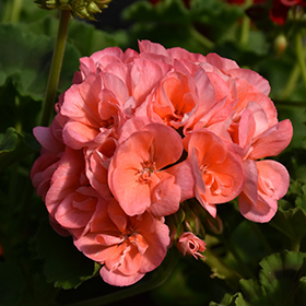 Plant Photo 9