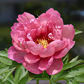 Plant Photo 5