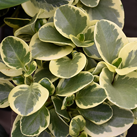 Plant Photo 8