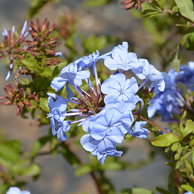 Plant Photo 2