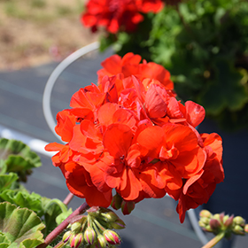 Plant Photo 8