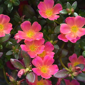 Plant Photo 7