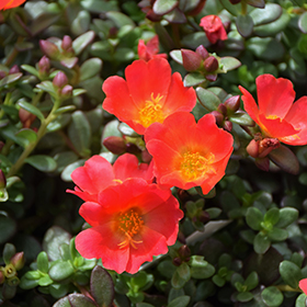 Plant Photo 8