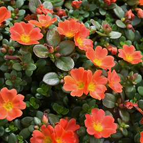 Plant Photo 9