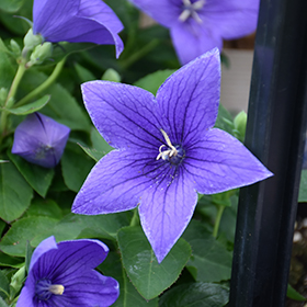 Plant Photo 4