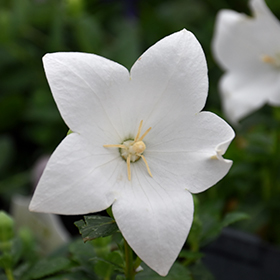 Plant Photo 6