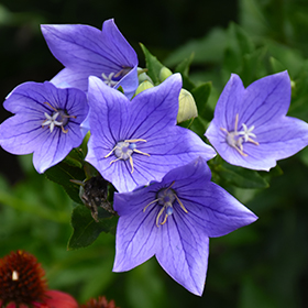 Plant Photo 3