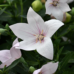 Plant Photo 5