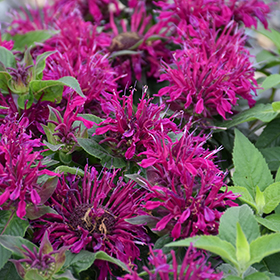 Plant Photo 8