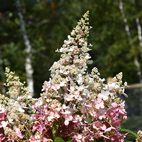 Plant Photo 8