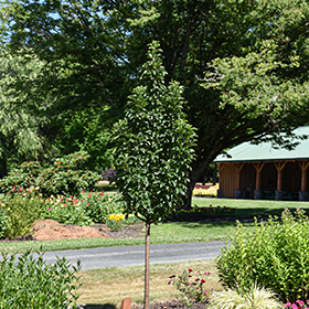 Plant Photo 10