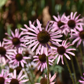 Plant Photo 10