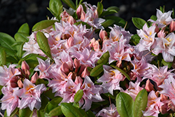 Electric Lights Double Pink Azalea (Rhododendron 'UMNAZ 493') in
